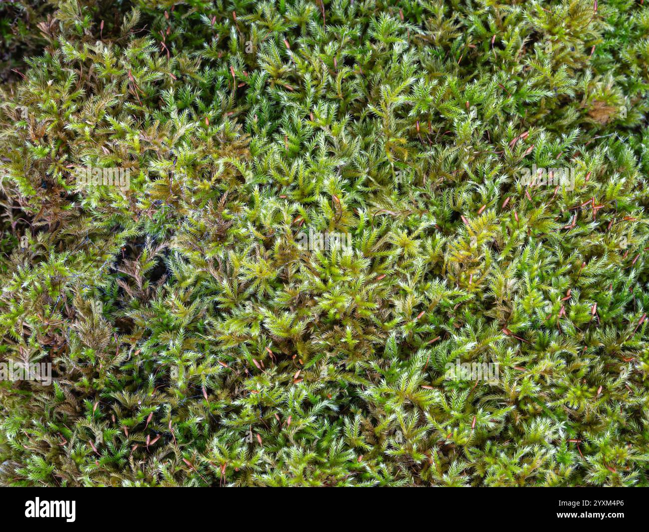 Nahaufnahme des homalothecium sericeum aka seidenweiches Wand-Federmoos mit Sporen - frischer grüner strukturierter natürlicher Hintergrund Stockfoto