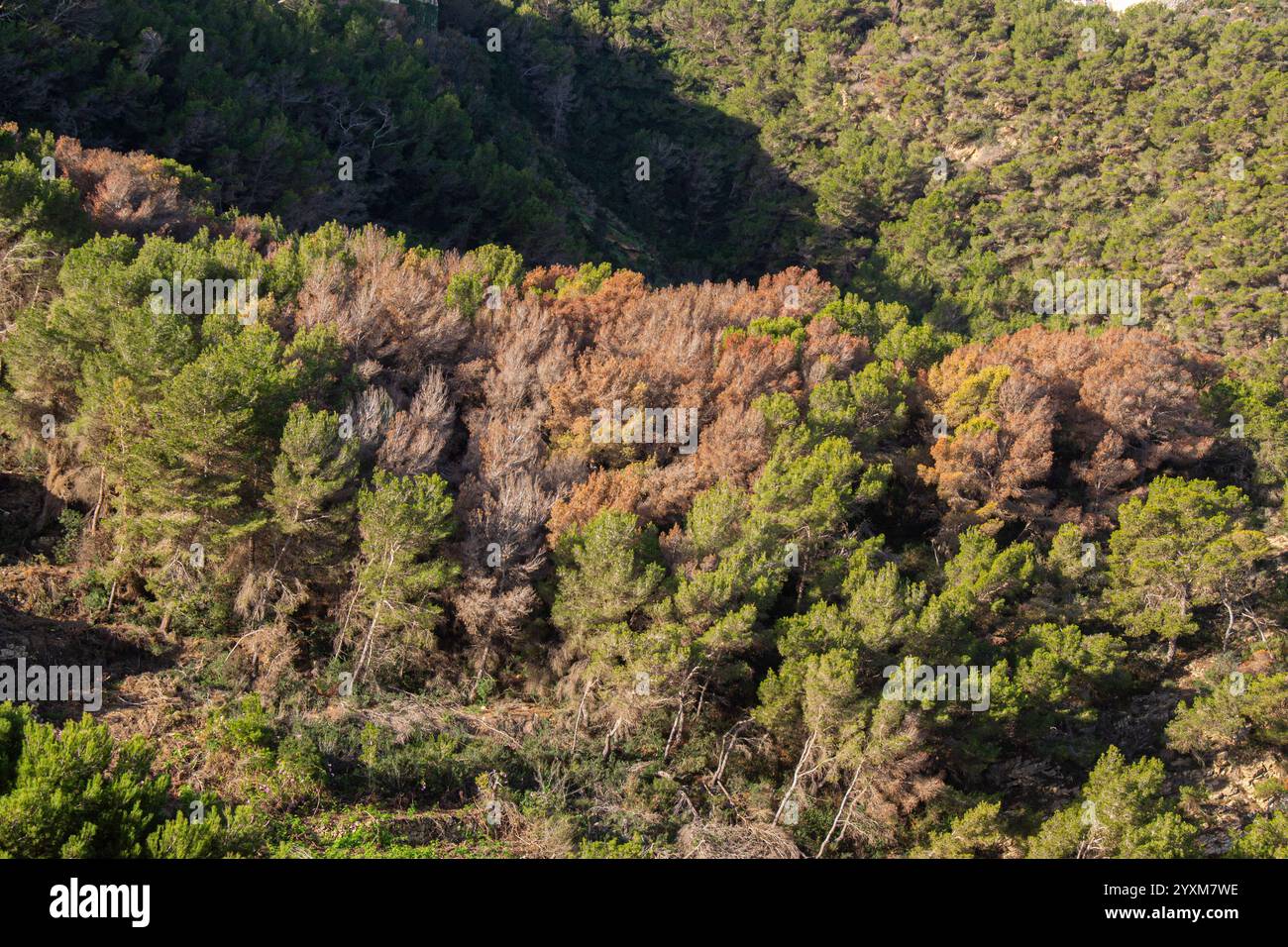 Kiefernwald mit dem Käfer Tomicus piniperda infiziert. Stockfoto