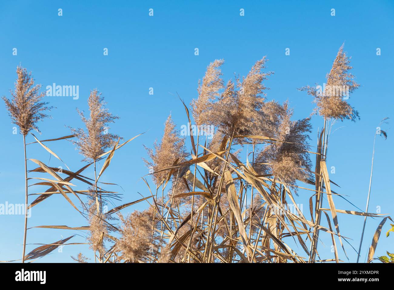 Phragmites australis gegen den blauen Himmel. Das gemeinsame Schilf. Herbst Hintergrund. Stockfoto