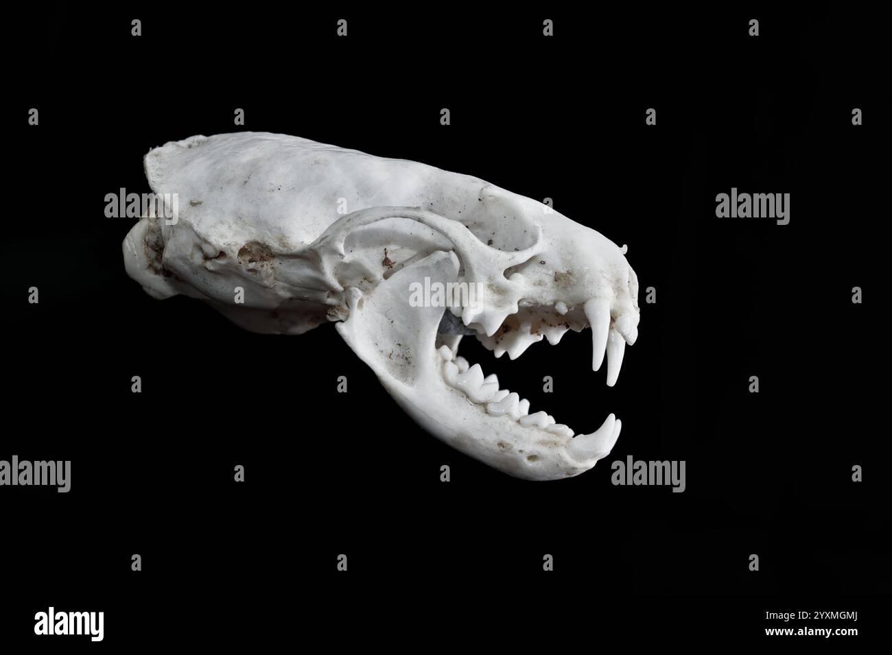 Seitliche, seitliche Profilansicht Eines kompletten fleischfressenden amerikanischen Nerzbeins, Mustela Vison, Schädel mit Unterkieferknochen mit Eckzähnen, Schneidezähne, UK Stockfoto