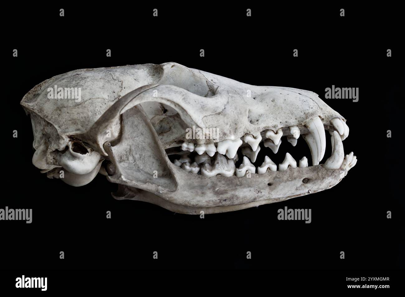 Profil, seitlich, Seitenansicht Eines kompletten Schädels Eines Rotfuchs, Vulpes vulpes, Großbritannien mit Kieferknochen und Zähnen Stockfoto