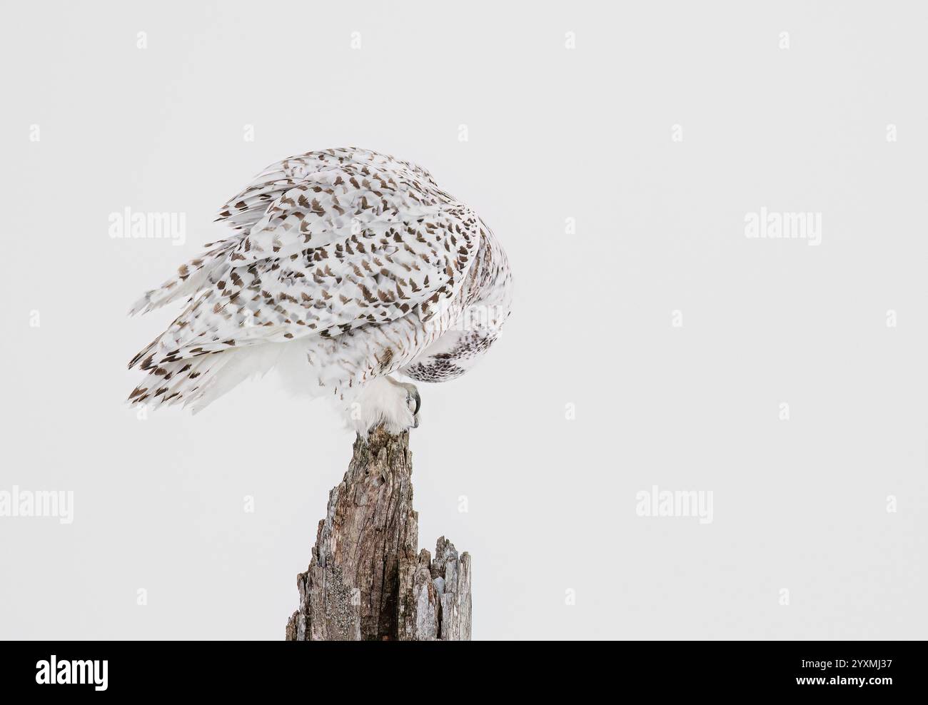 Schneeeule auf einem Baumstumpf, der im Winter in Ottawa, Kanada, weidet Stockfoto