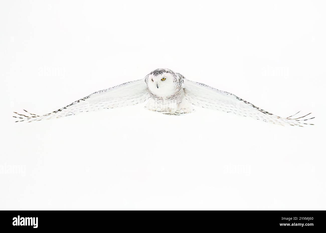 Schneeeule (Bubo scandiacus), die auf einem schneebedeckten Feld in Ottawa, Kanada, jagt Stockfoto Schneeeule (Bubo scandiacus), die auf einem schneebedeckten Feld in Ottawa, Kanada, jagt Stockfoto