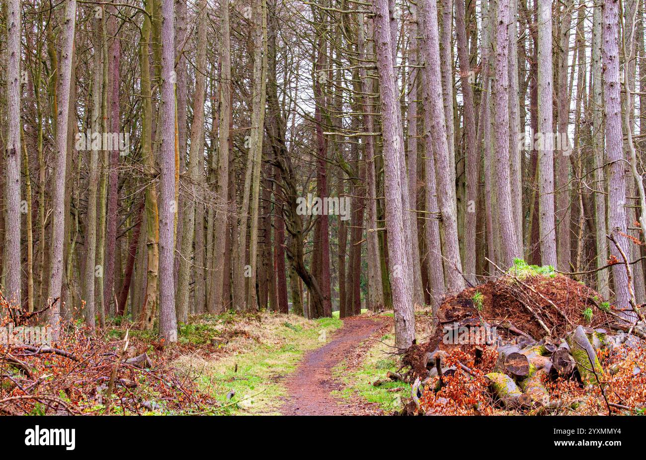 Dundee, Tayside, Schottland, Großbritannien. Dezember 2024. Wetter in Großbritannien: Templeton Woods in Dundee hat mildes und feuchtes Wetter, doch der leichte Nieselregen schafft atemberaubende Winterlandschaften mit natürlich geformten Bäumen und herbstlichen Blättern auf dem Boden. Templeton Woods bietet mit seinem angenehmen Winter und nassen Gelände eine eindringliche Atmosphäre, die für Horrorfilme geeignet ist. Quelle: Dundee Photographics/Alamy Live News Stockfoto