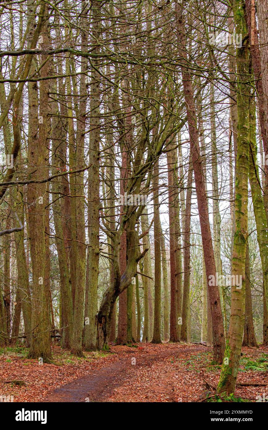 Dundee, Tayside, Schottland, Großbritannien. Dezember 2024. Wetter in Großbritannien: Templeton Woods in Dundee hat mildes und feuchtes Wetter, doch der leichte Nieselregen schafft atemberaubende Winterlandschaften mit natürlich geformten Bäumen und herbstlichen Blättern auf dem Boden. Templeton Woods bietet mit seinem angenehmen Winter und nassen Gelände eine eindringliche Atmosphäre, die für Horrorfilme geeignet ist. Quelle: Dundee Photographics/Alamy Live News Stockfoto