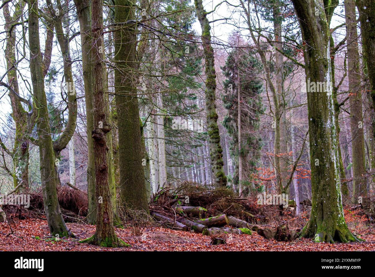 Dundee, Tayside, Schottland, Großbritannien. Dezember 2024. Wetter in Großbritannien: Templeton Woods in Dundee hat mildes und feuchtes Wetter, doch der leichte Nieselregen schafft atemberaubende Winterlandschaften mit natürlich geformten Bäumen und herbstlichen Blättern auf dem Boden. Templeton Woods bietet mit seinem angenehmen Winter und nassen Gelände eine eindringliche Atmosphäre, die für Horrorfilme geeignet ist. Quelle: Dundee Photographics/Alamy Live News Stockfoto