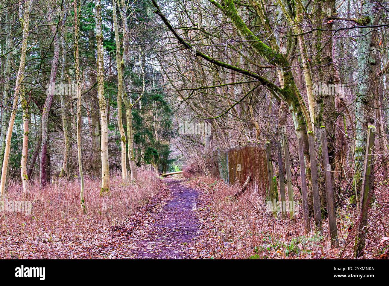 Dundee, Tayside, Schottland, Großbritannien. Dezember 2024. Wetter in Großbritannien: Templeton Woods in Dundee hat mildes und feuchtes Wetter, doch der leichte Nieselregen schafft atemberaubende Winterlandschaften mit natürlich geformten Bäumen und herbstlichen Blättern auf dem Boden. Templeton Woods bietet mit seinem angenehmen Winter und nassen Gelände eine eindringliche Atmosphäre, die für Horrorfilme geeignet ist. Quelle: Dundee Photographics/Alamy Live News Stockfoto