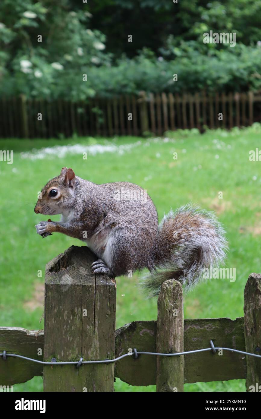 Niedliches kleines graues Eichhörnchen, das auf einem Zaun sitzt und im Holland Park in London isst. Stockfoto