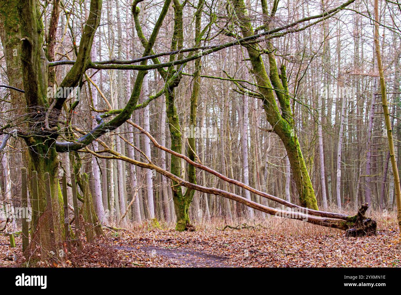 Dundee, Tayside, Schottland, Großbritannien. Dezember 2024. Wetter in Großbritannien: Templeton Woods in Dundee hat mildes und feuchtes Wetter, doch der leichte Nieselregen schafft atemberaubende Winterlandschaften mit natürlich geformten Bäumen und herbstlichen Blättern auf dem Boden. Templeton Woods bietet mit seinem angenehmen Winter und nassen Gelände eine eindringliche Atmosphäre, die für Horrorfilme geeignet ist. Quelle: Dundee Photographics/Alamy Live News Stockfoto