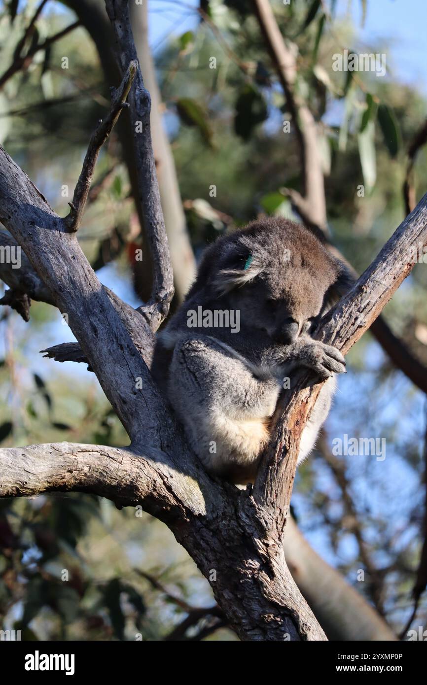 Schlafender Koala auf einem Baum im Koala Reserve, Phillip Island, in der Nähe von Melbourne in Victoria, Australien. Stockfoto