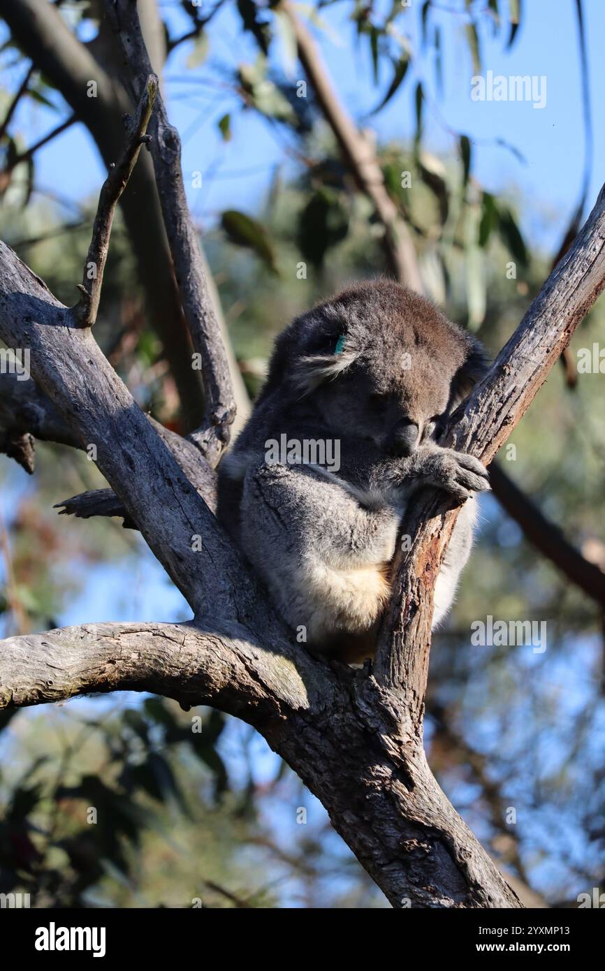 Schlafender Koala auf einem Baum im Koala Reserve, Phillip Island, in der Nähe von Melbourne in Victoria, Australien. Stockfoto