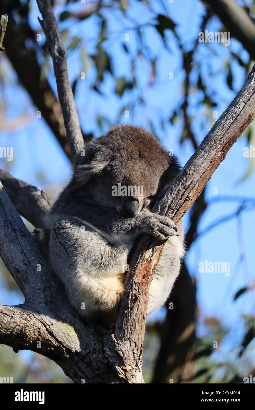 Schlafender Koala auf einem Baum im Koala Reserve, Phillip Island, in der Nähe von Melbourne in Victoria, Australien. Stockfoto