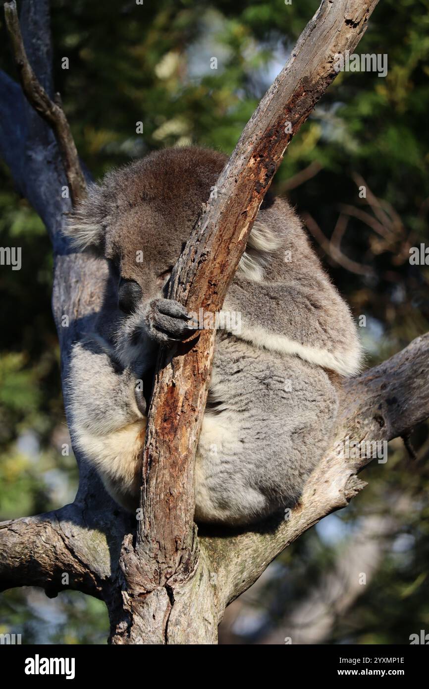Schlafender Koala auf einem Baum im Koala Reserve, Phillip Island, in der Nähe von Melbourne in Victoria, Australien. Stockfoto