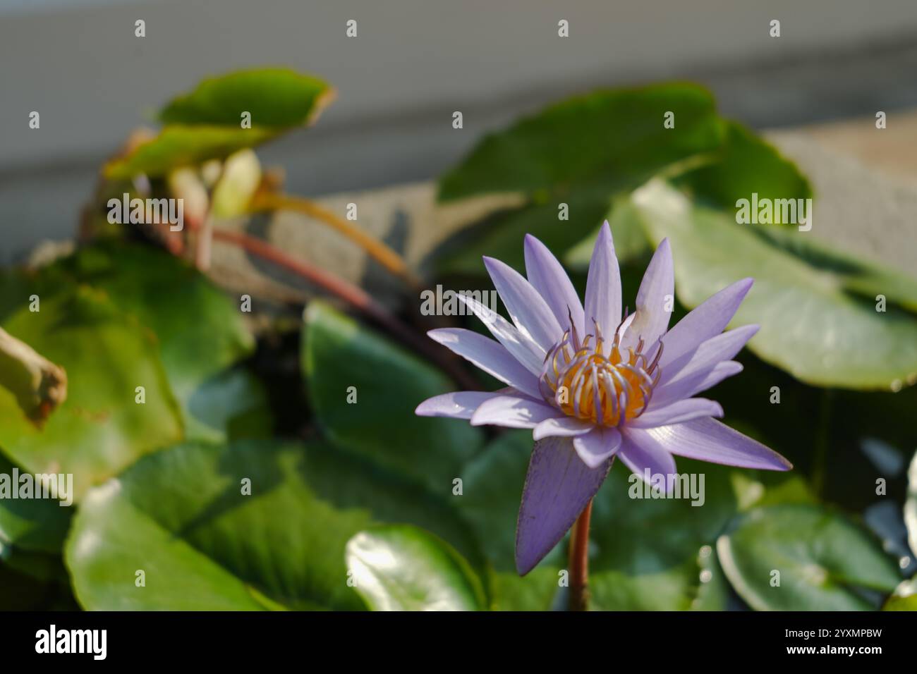 Nahaufnahme einer wunderschönen violetten Lotusblume in voller Blüte vor einem Hintergrund grüner Lilienpads am Wasserteich Stockfoto