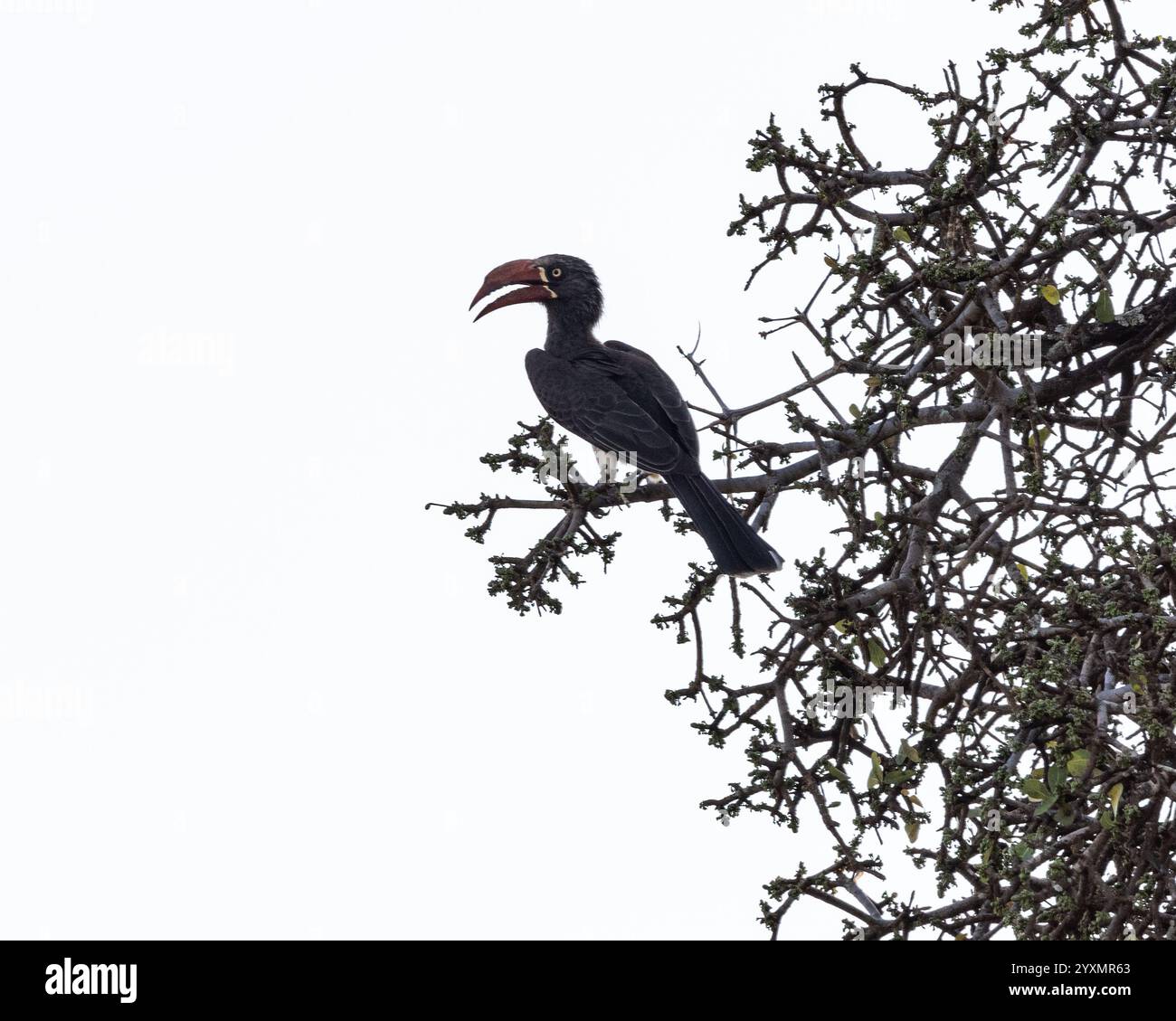 Afrikanische Grau Hornbill thront in einem Baum Stockfoto