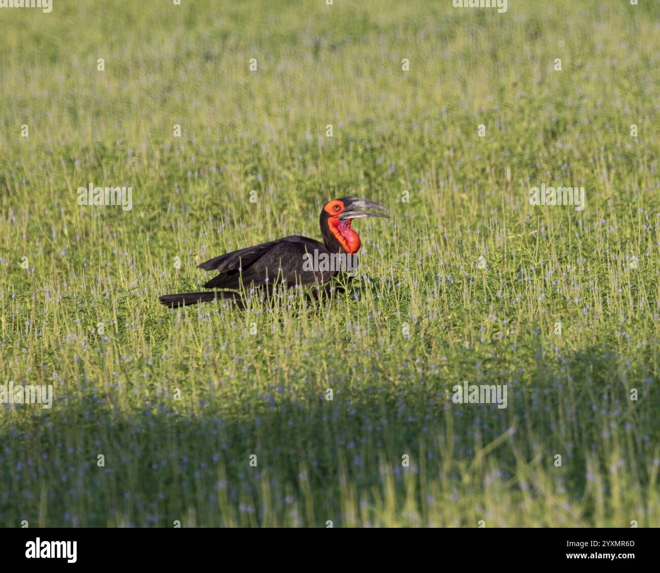 Ein Bodenhornvogel auf der Suche nach Nahrung Stockfoto