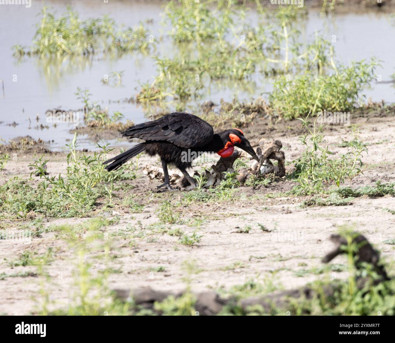 Ein gemahlener Nashornvogel, der sich von einem Tierkadaver ernährt Stockfoto