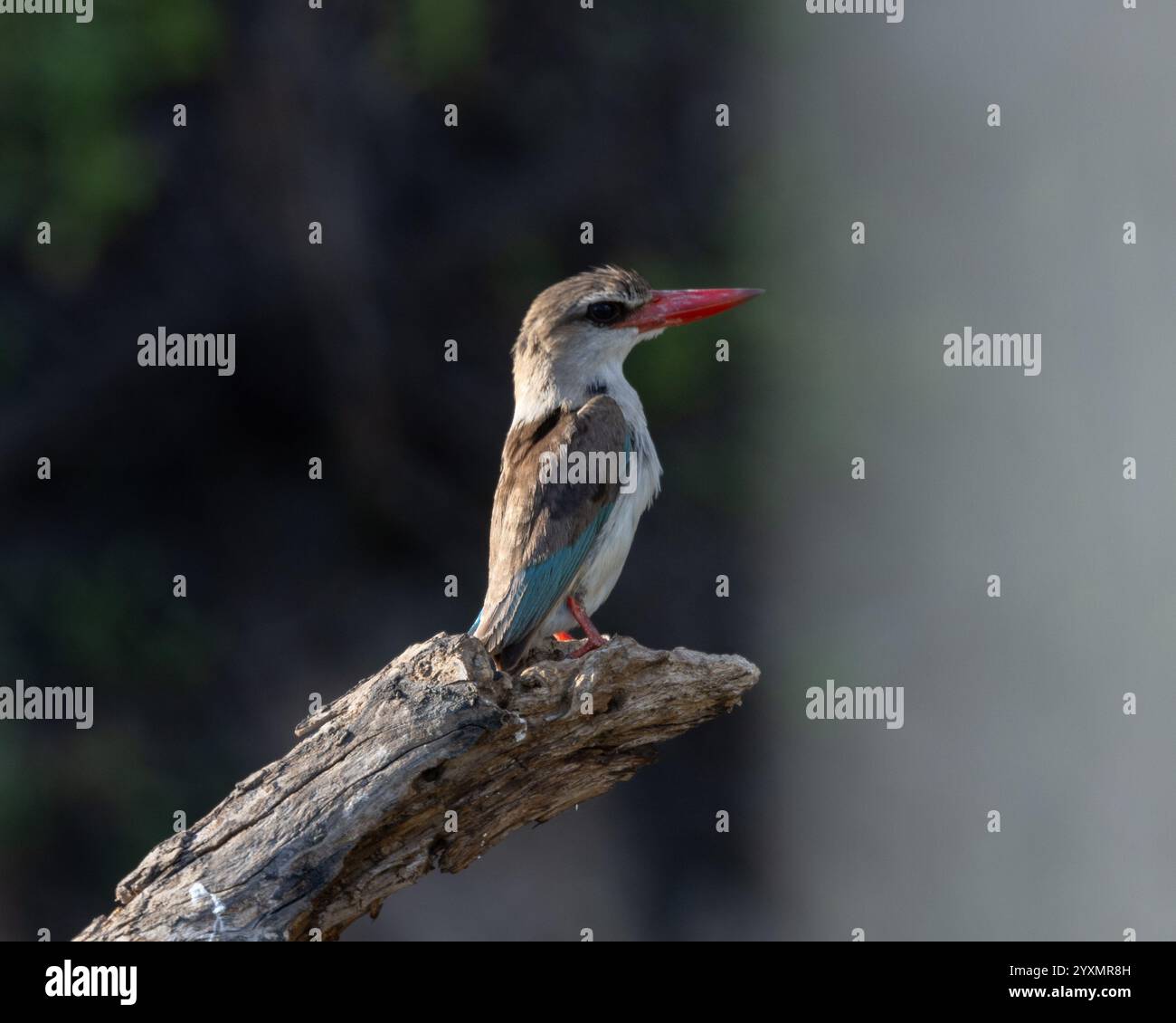 grauköpfiger eisvogel auf einem Ast Stockfoto