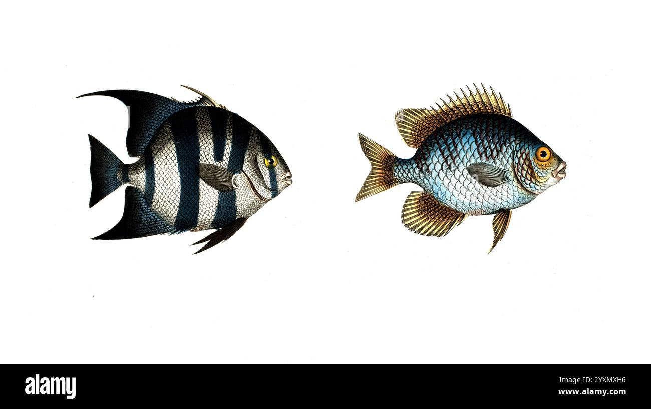 Fisch, Fische, Links: Gattung Falterfische, Falterfisch, Chaetodon faber, der Schmied, der Schmied. rechts: Gattung Falterfische, Chaetodon curacao, der Curacao Klippfisch, der Engelsfisch von Curacoo, Historisch, digital restaurierte Reproduktion von einer Vorlage aus dem 19. Jahrhundert, Datum nicht angegeben Stockfoto