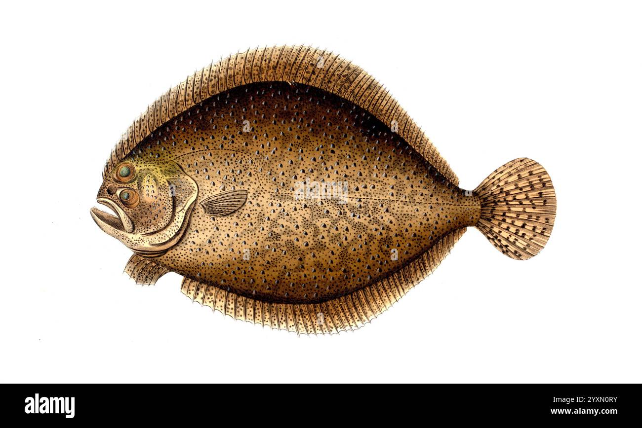 Fisch, Fische, Scophthalmus maximus, Syn.: Psetta maxima, Bothus maximus, Rhombus maximus, der Steinbutt, der Steinbutt, Historisch, digital restaurierte Reproduktion von einer Vorlage aus dem 19. Jahrhundert, Datum nicht angegeben Stockfoto