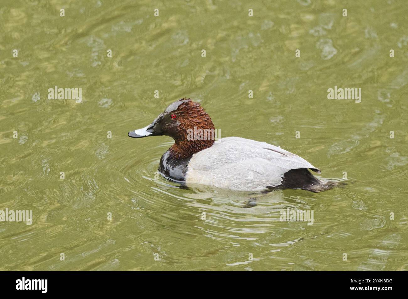 Tufted Pochard (Aythya fuligula), männlich und weiblich, schwimmen in einem See, Bayern, Deutschland, Europa Stockfoto