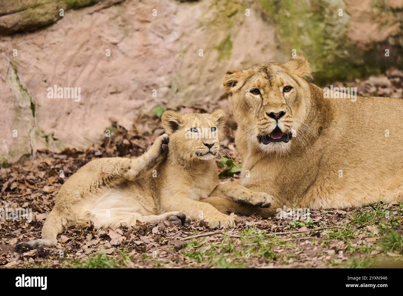 Asiatischer Löwe (Panthera leo persica) weiblich (Mutter) mit ihrem Jungen, gefangen Stockfoto