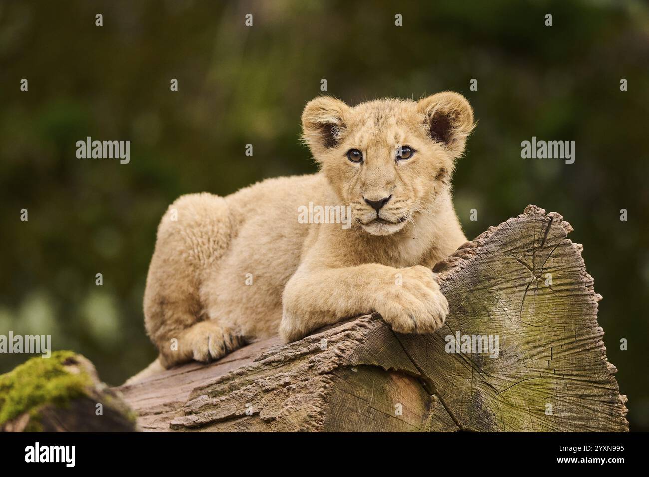 Asiatischer Löwe (Panthera leo persica), gefangen auf einem Baumstamm liegend Stockfoto