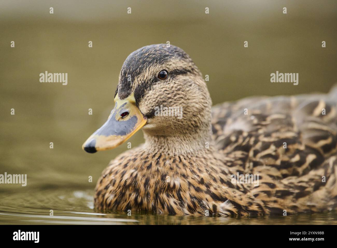 Wildente (Anas platyrhynchos) Weibchen schwimmend auf einem See, Bayern, Deutschland, Europa Stockfoto