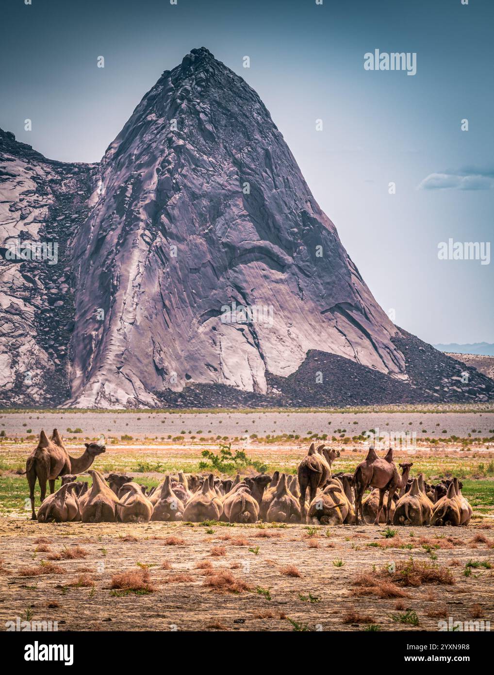 Kamele hören von der Bergmutter, Provinz Gobi-Altai, Mongolei, Asien Stockfoto