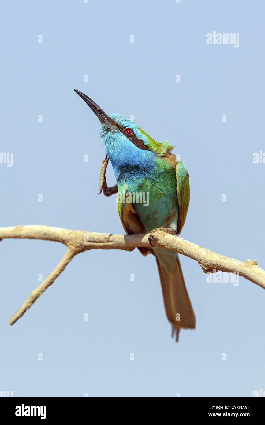 Smaragdspint, (Merops orientalis), Tier, Tiere, Vogel, Vögel, Bienenfresser, Barsche, fressen ihr Gefieder Salalah, Mirbat, Dhofar, Oman, Asien Stockfoto