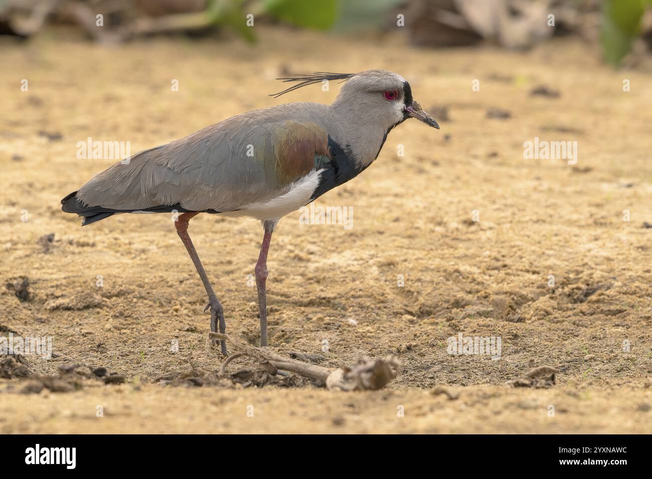 Bronzescheibe (Vanellus chilensis), Pantanal, Binnenland, Feuchtgebiet, UNESCO-Biosphärenreservat, Weltkulturerbe, Feuchtbiotope, Mato Grosso, Brasilien, S Stockfoto