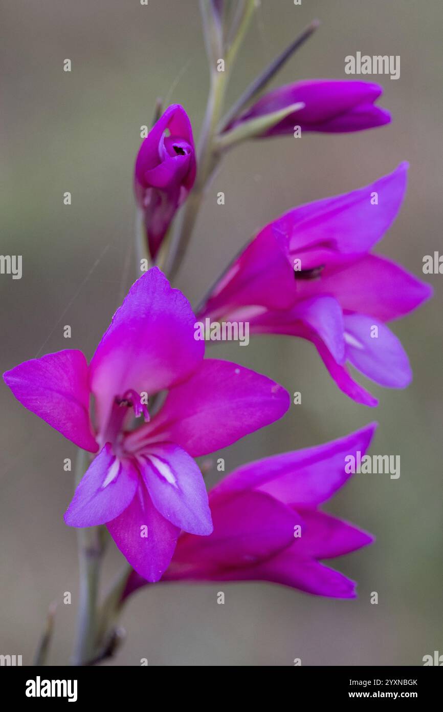 Gladiolus communis, Gladiolus communis, Mittelmeerregion, Portugal, Europa Stockfoto