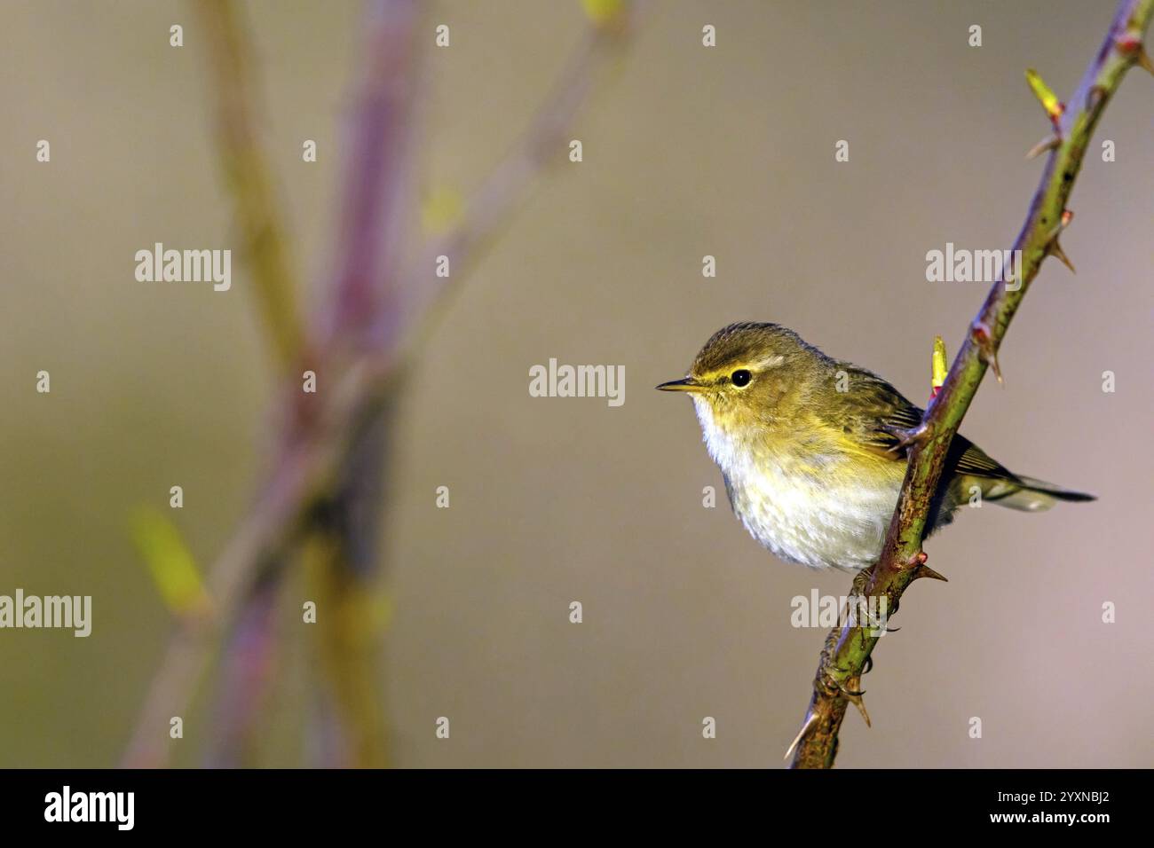 Chiffchaff, (Phylloscopus collybita), (Phylloscopus collybitus), Weidenwulst, songvogel, Barsch, Biotope, Habitat, ruhendes Nahetal, Rheinland-Kumpel Stockfoto