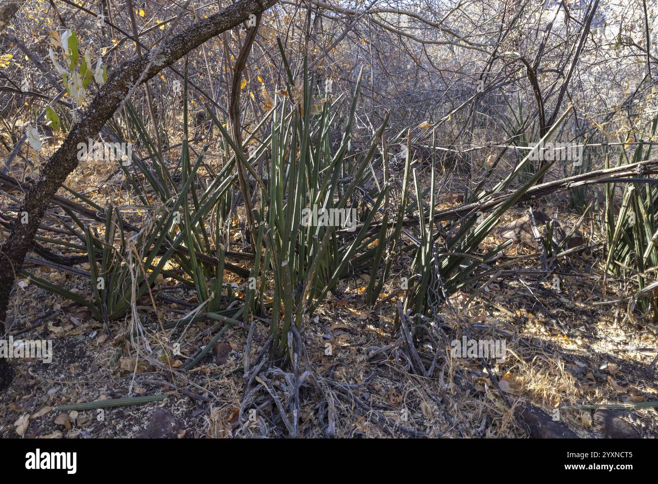 Sansivieria zylindrica, Waterberg, Sukkulent, Pflanze, Lage in Büschen, Namibia, Afrika Stockfoto