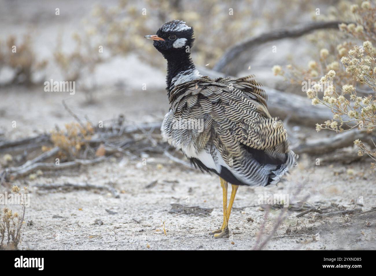 Schwarzer Korhaan, Afrotis afraoides, sitzt auf dem Boden, Namibia, Afrika Stockfoto