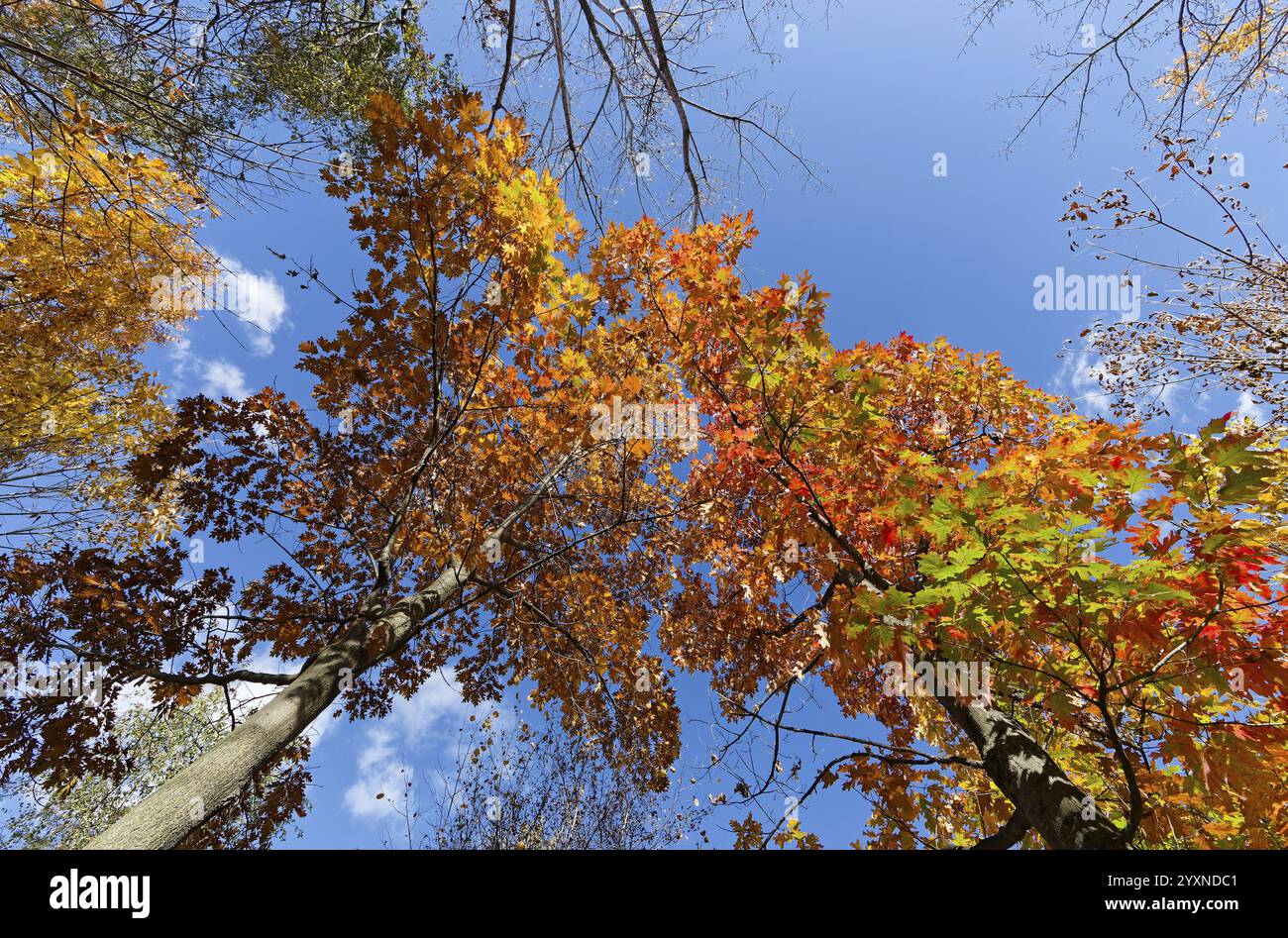 Herbstfarben, Montreal, Provinz Quebec, Kanada, Nordamerika Stockfoto