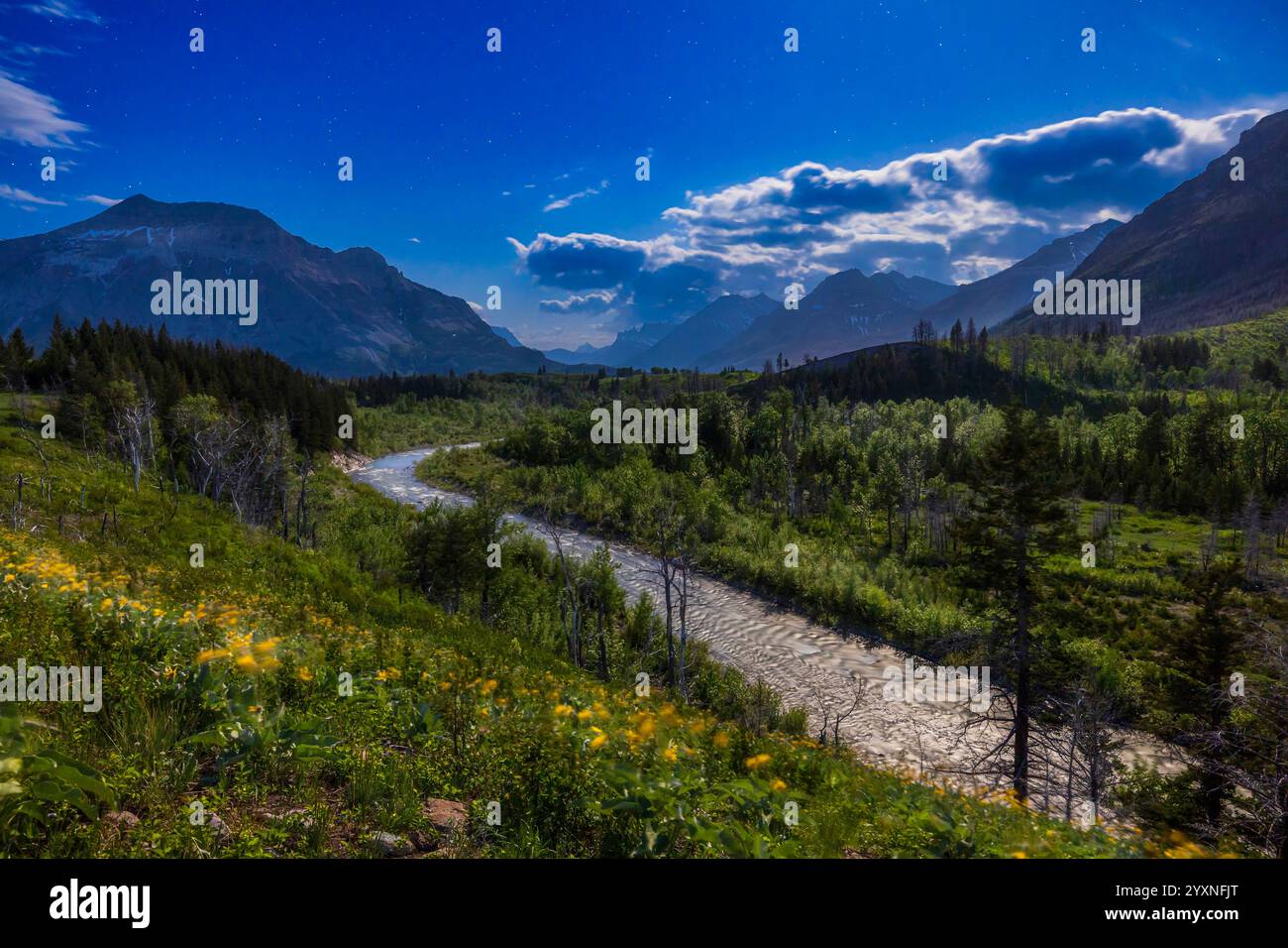 Gelbe Balsamwurzel-Wildblumen in einer Mondlichtnacht im Blakiston Valley, Alberta, Kanada. Stockfoto