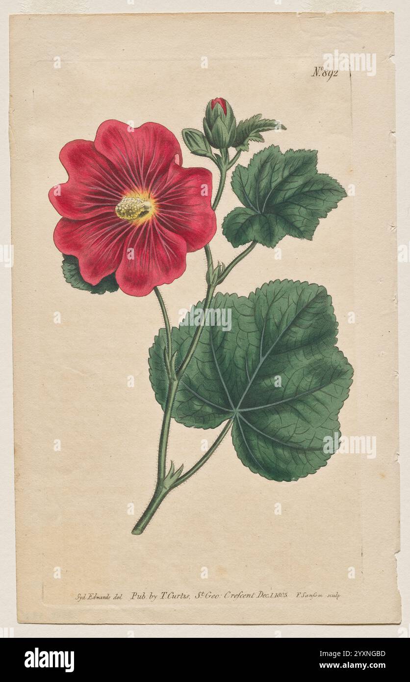 Antike Vintage-Farbzeichnung von Botanical aus dem 18.-19. Jahrhundert Stockfoto
