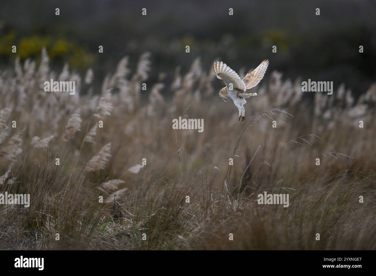 Scheuneneule, Norfolk Stockfoto