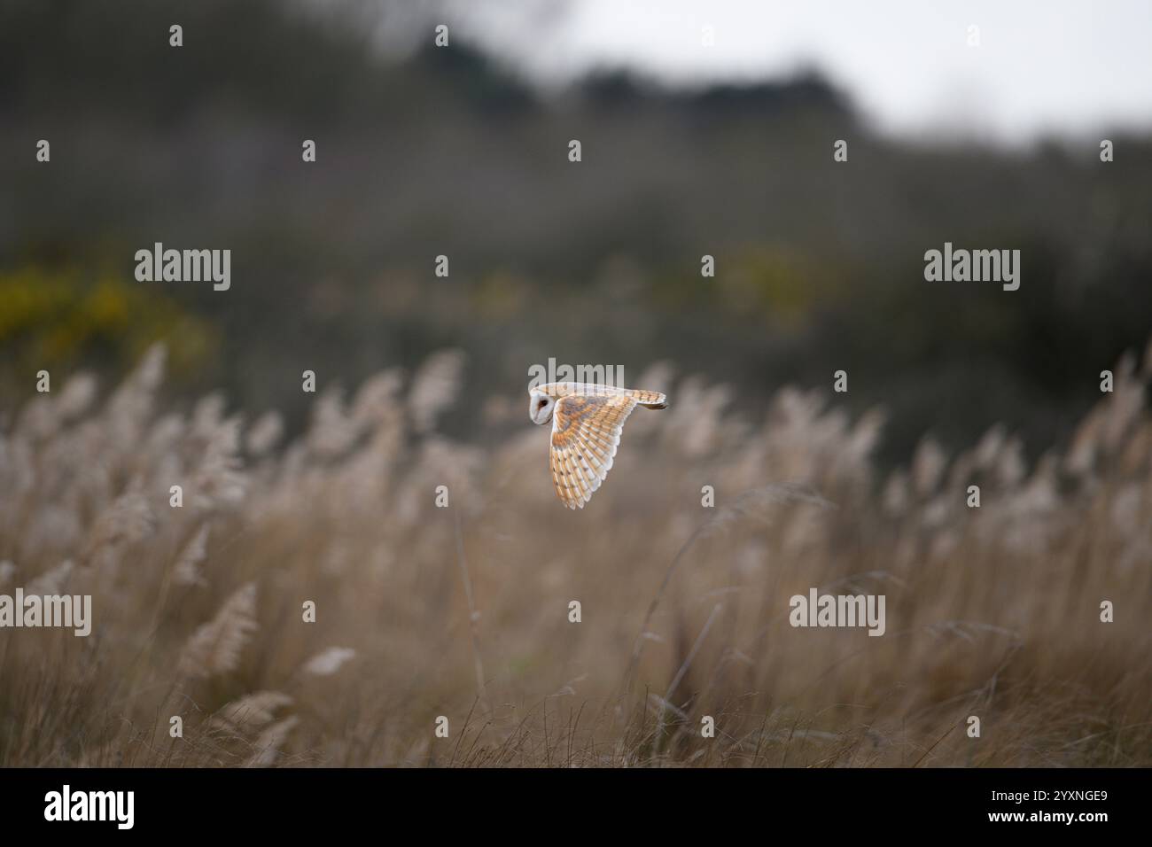 Scheuneneule, Norfolk Stockfoto