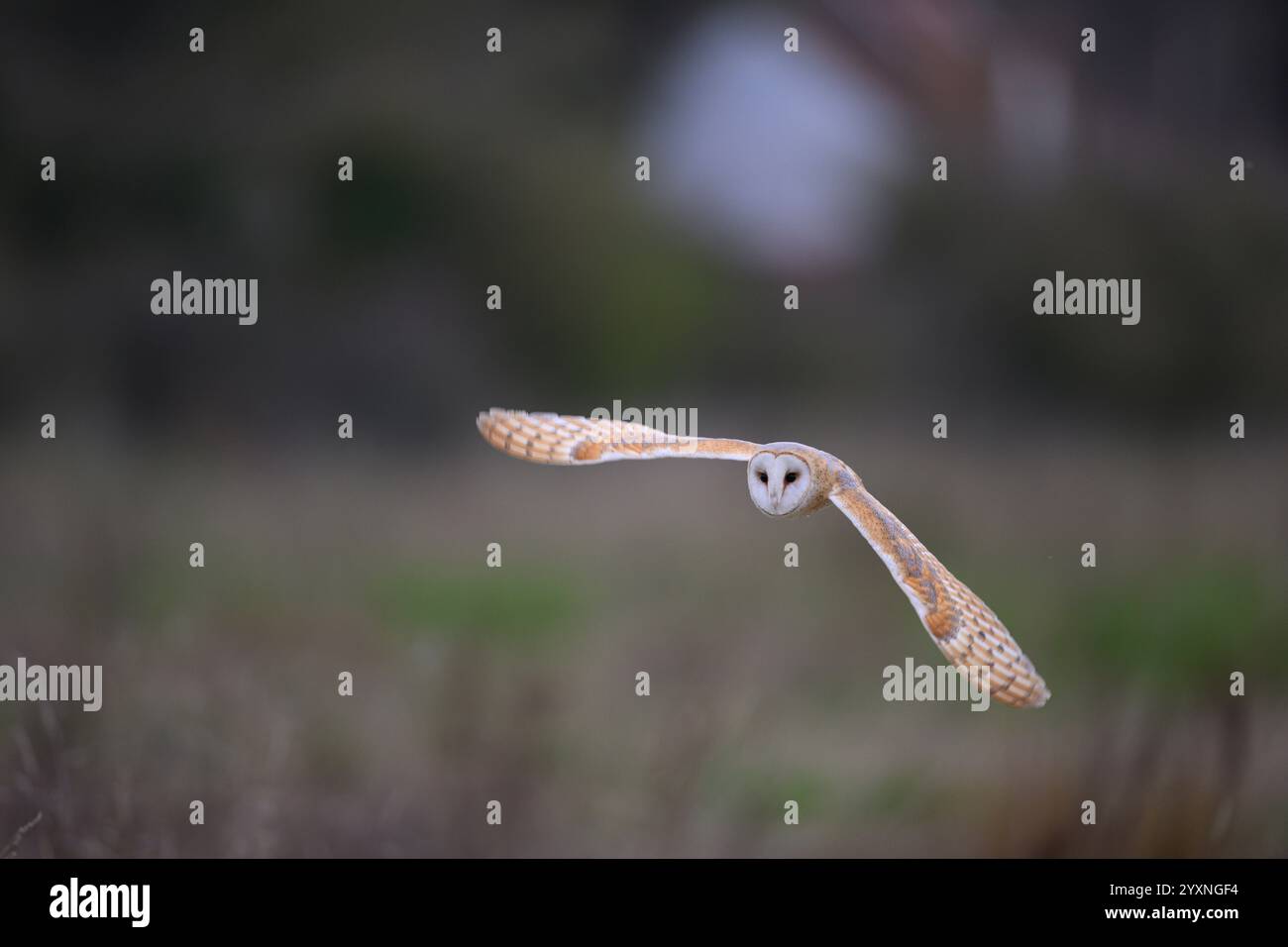 Scheuneneule, Norfolk Stockfoto