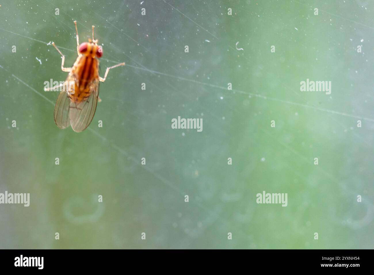 Seltene orange-rote Fliege auf Makrofoto Stockfoto