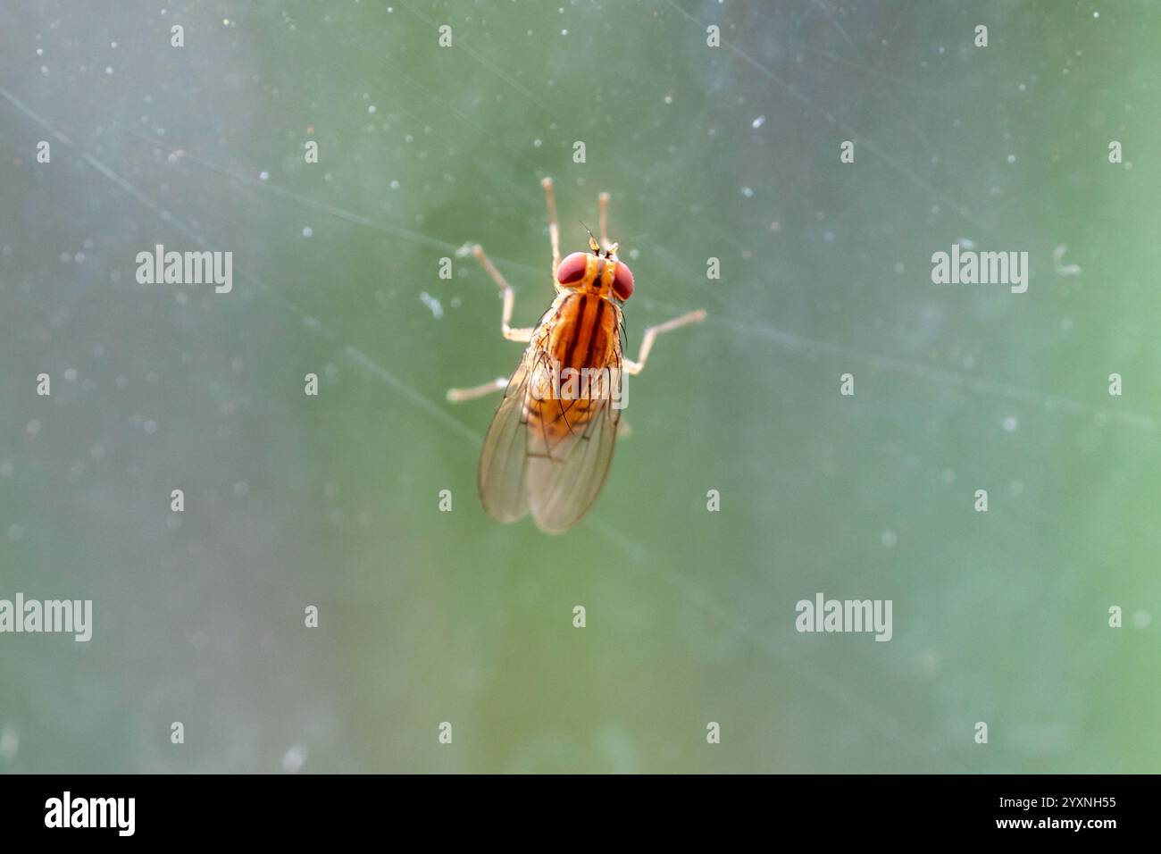 Seltene orange-rote Fliege auf Makrofoto Stockfoto