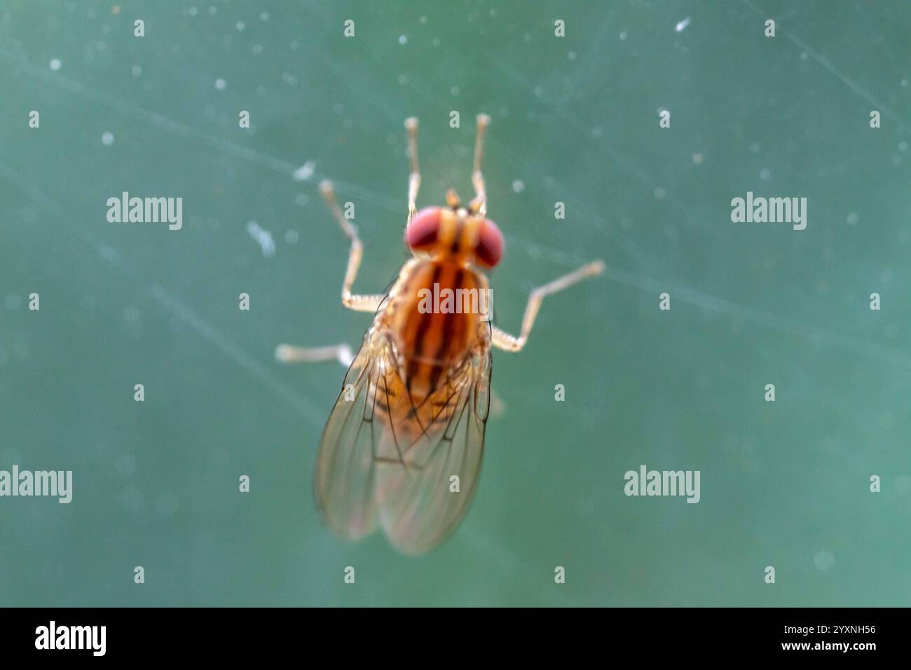 Seltene orange-rote Fliege auf Makrofoto Stockfoto