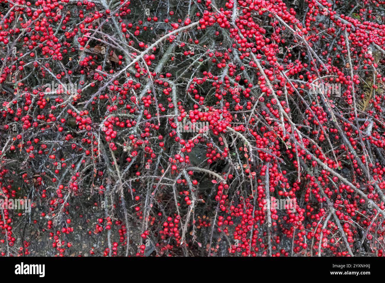 Rock Cotoneaster im Winter Stockfoto