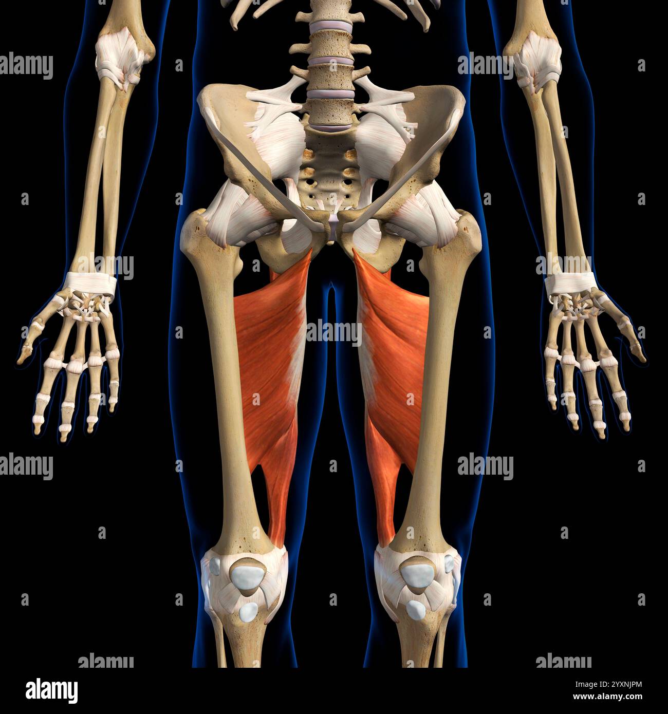 3D-Rendering des Musculus Adductor magnus auf schwarzem Hintergrund. Stockfoto