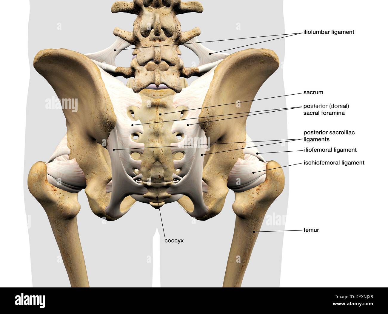 Anatomie des menschlichen Beckenknochens und der Bänder, Rückansicht mit Etiketten. Stockfoto