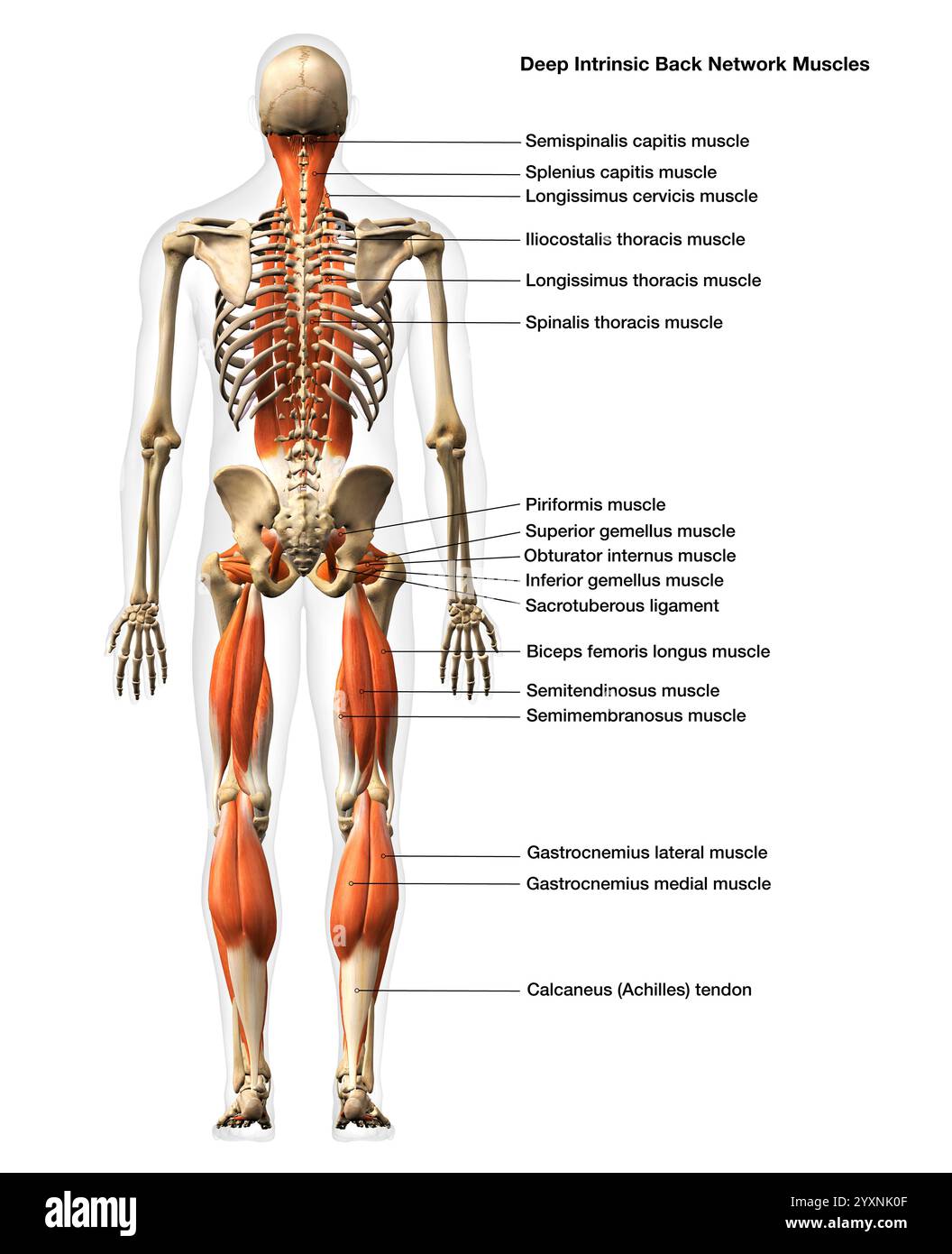 3D-Rendering männlicher intrinsischer Rückenmuskeln mit Markierungen. Stockfoto