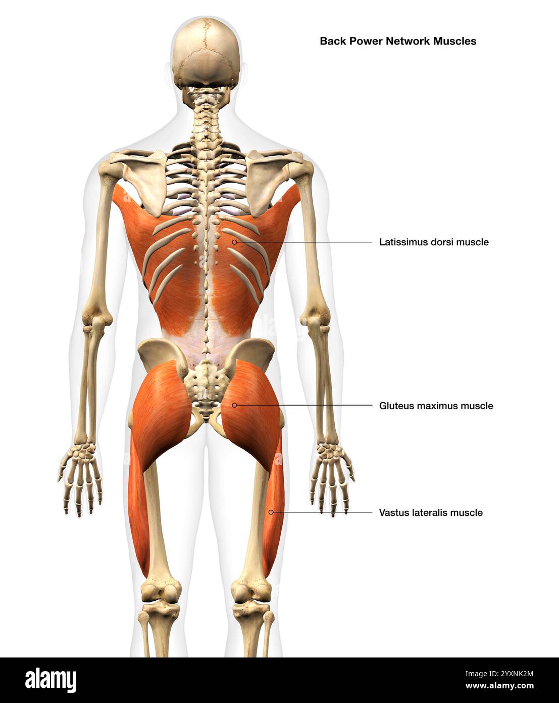 3D-Rendering männlicher Rückenmuskeln mit Beschriftungen. Stockfoto