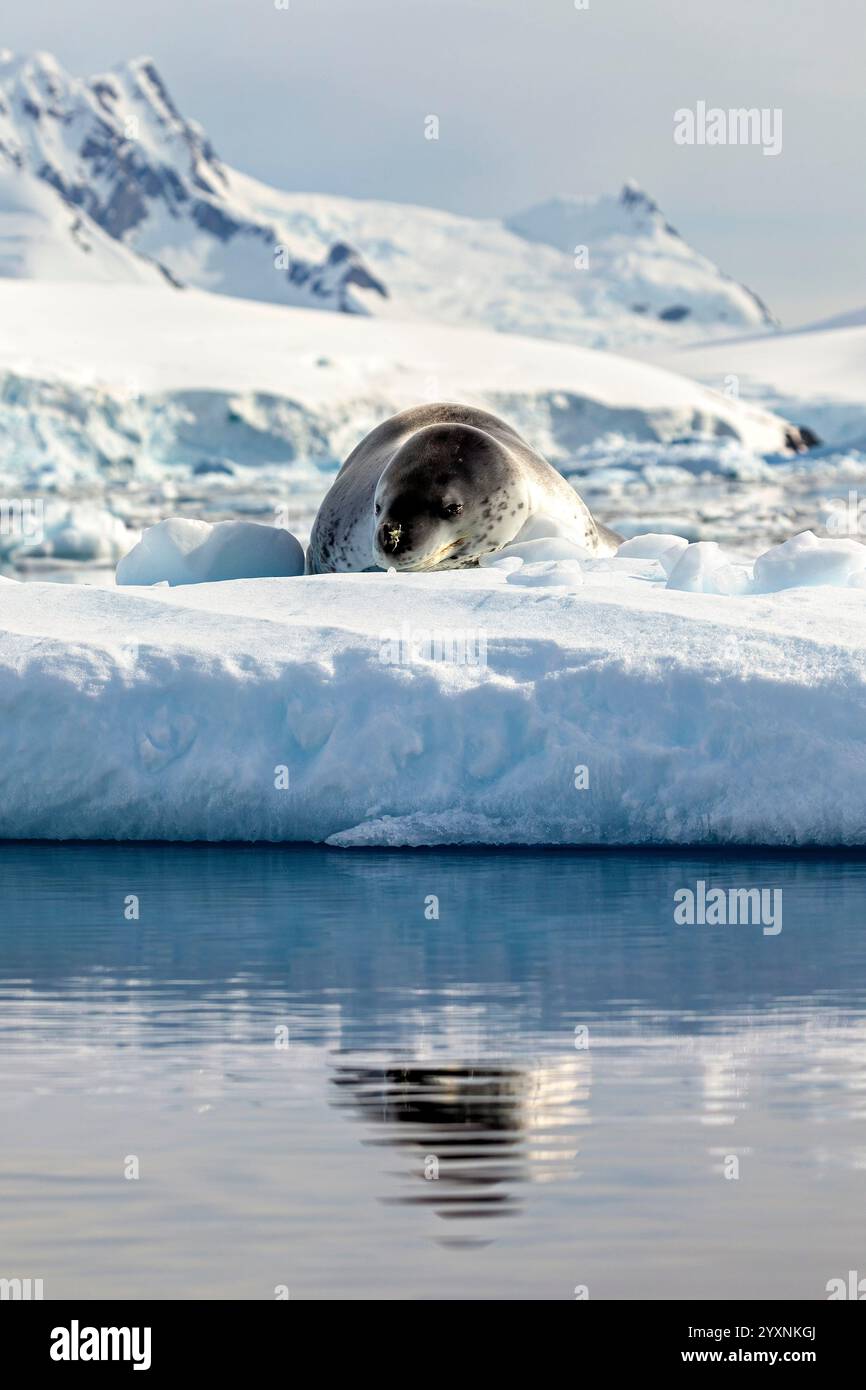 Ein Leopardensiegel auf antarktischem Eis Stockfoto